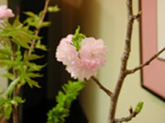 Hinagiku-Sakura.jpg